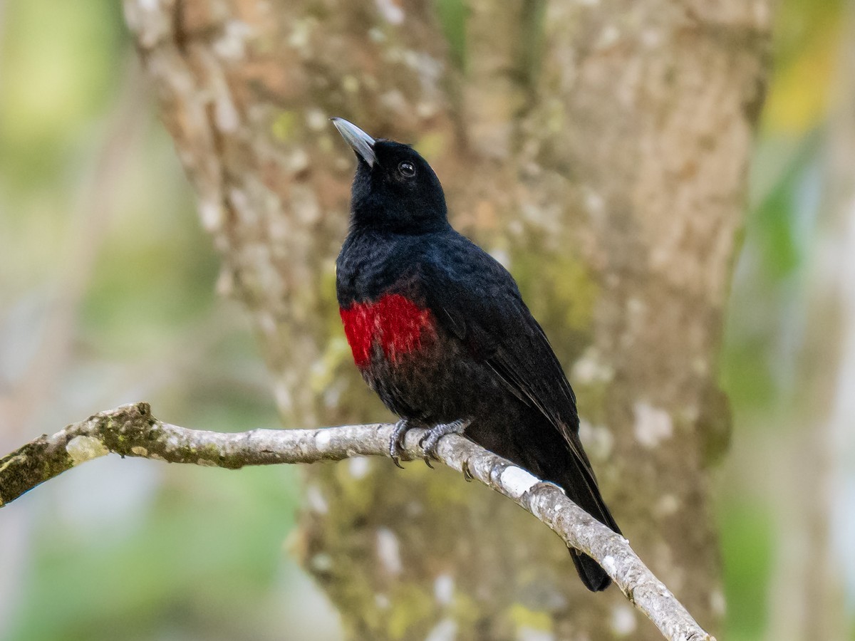 Black-and-crimson Oriole - ML645091298