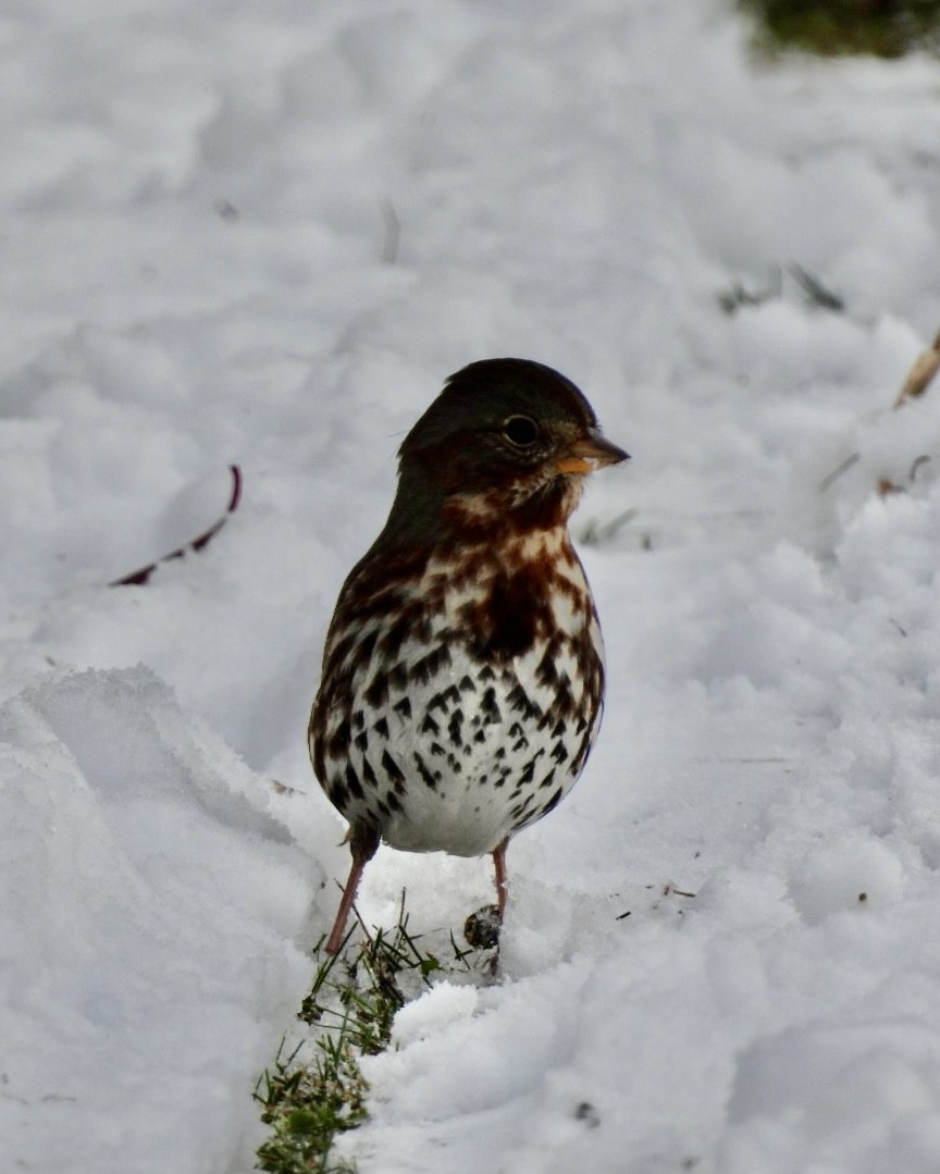 strnadec kaštanový (ssp. iliaca/zaboria) - ML645091325
