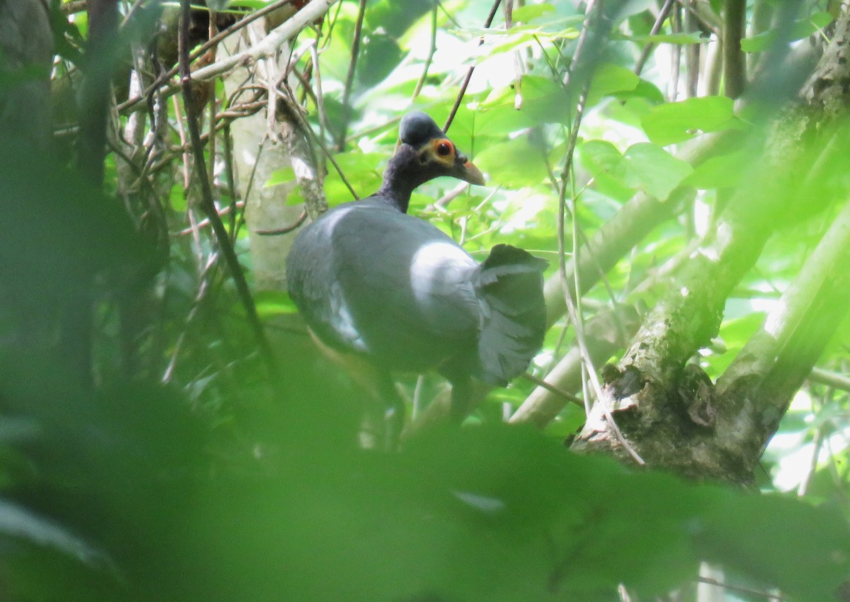 Малео - ML645091366