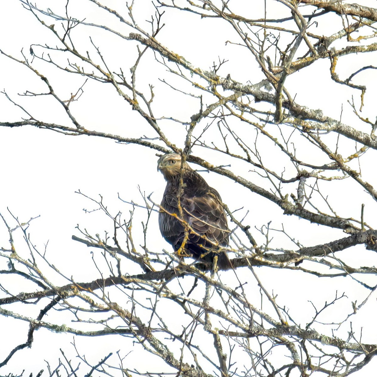 Rough-legged Hawk - ML645091371
