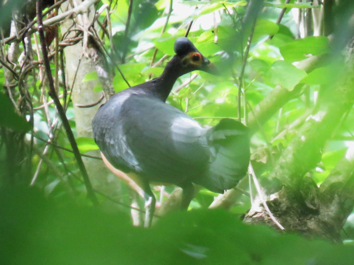 Малео - ML645091378