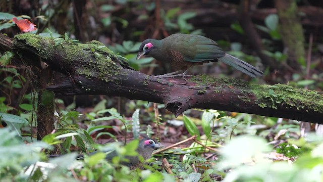 Sumatran Ground-Cuckoo - ML645091379