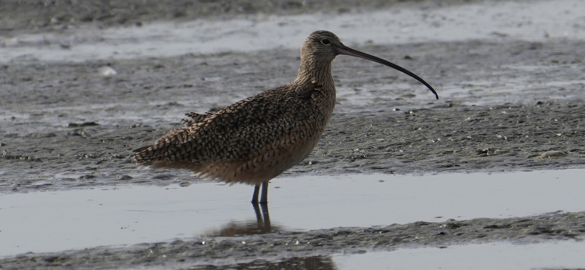 Long-billed Curlew - ML645091380