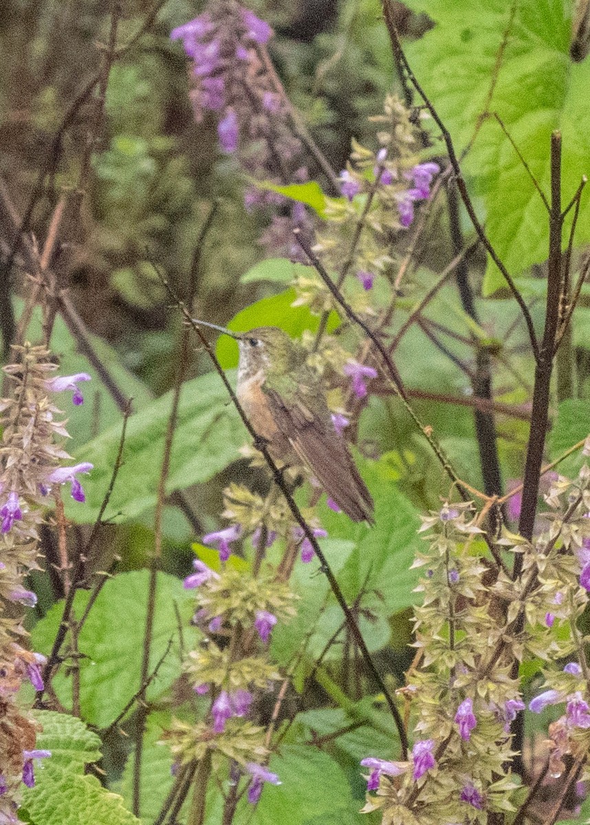 Broad-tailed Hummingbird - ML645091390