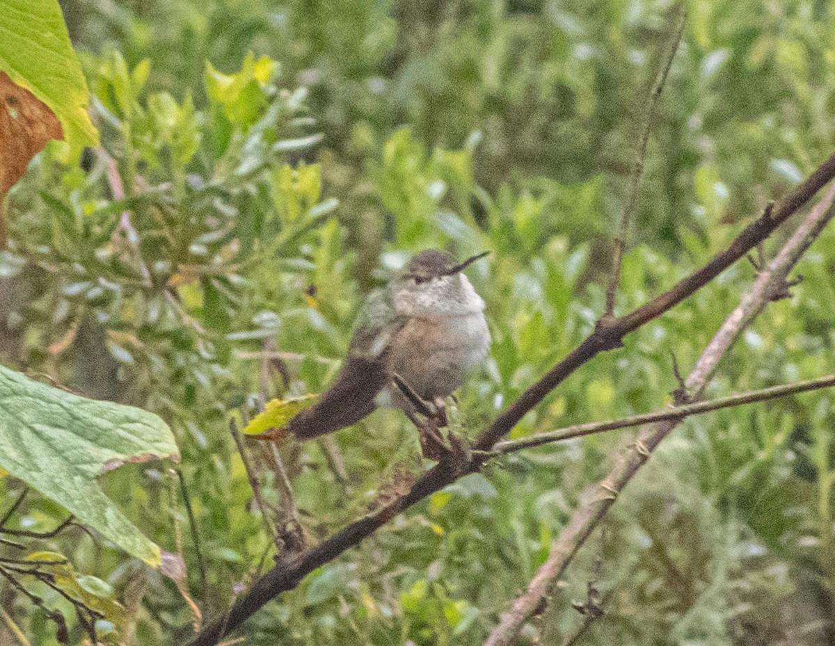 Broad-tailed Hummingbird - ML645091391