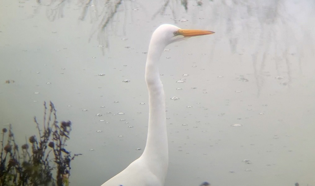 Koartza zuria - ML645091393