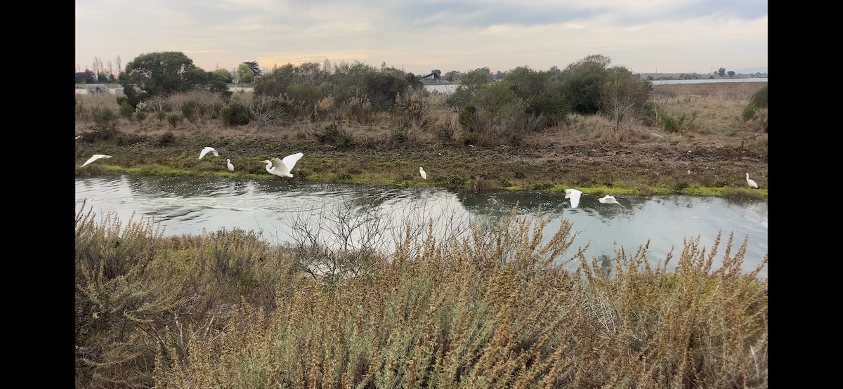 Koartza zuria - ML645091394