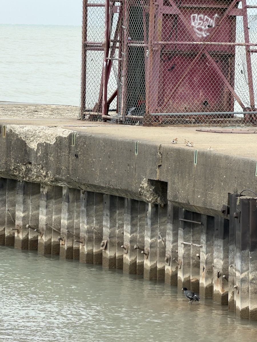 American Coot - ML645091404