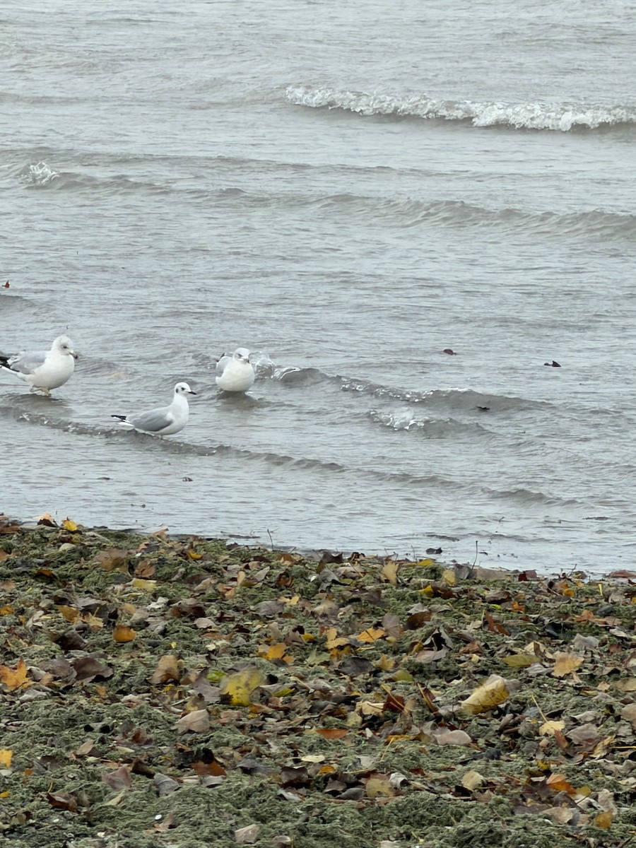 Bonaparte's Gull - ML645091412