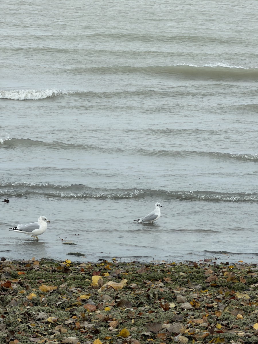 Bonaparte's Gull - ML645091413