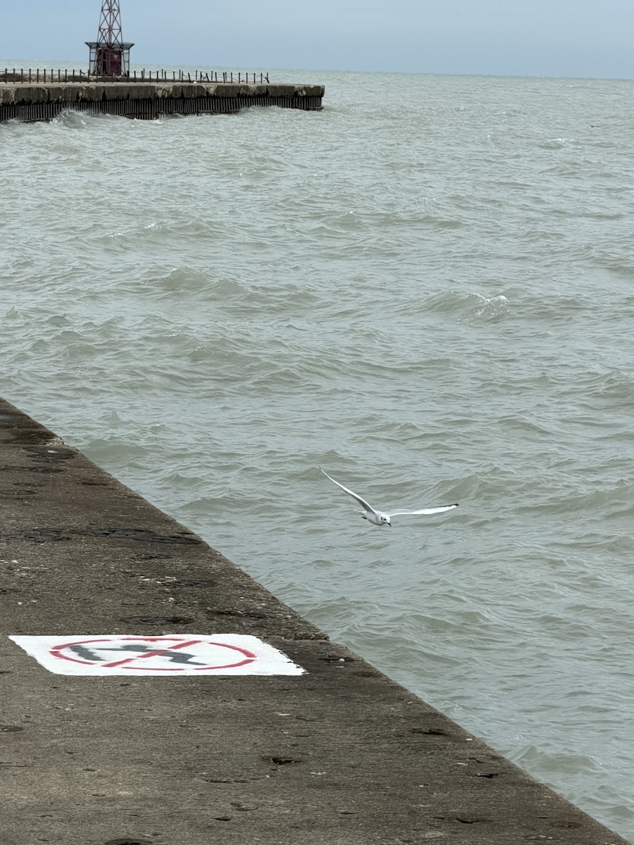 Bonaparte's Gull - ML645091414