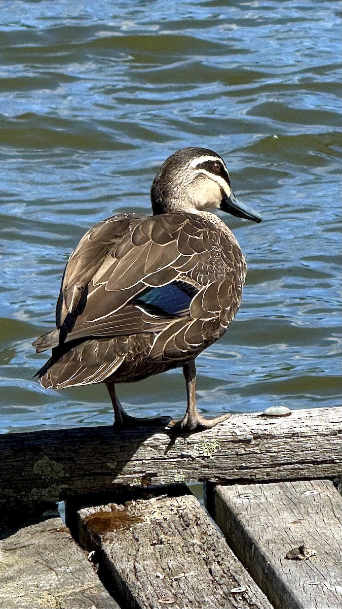 kachna pruhohlavá - ML645091416