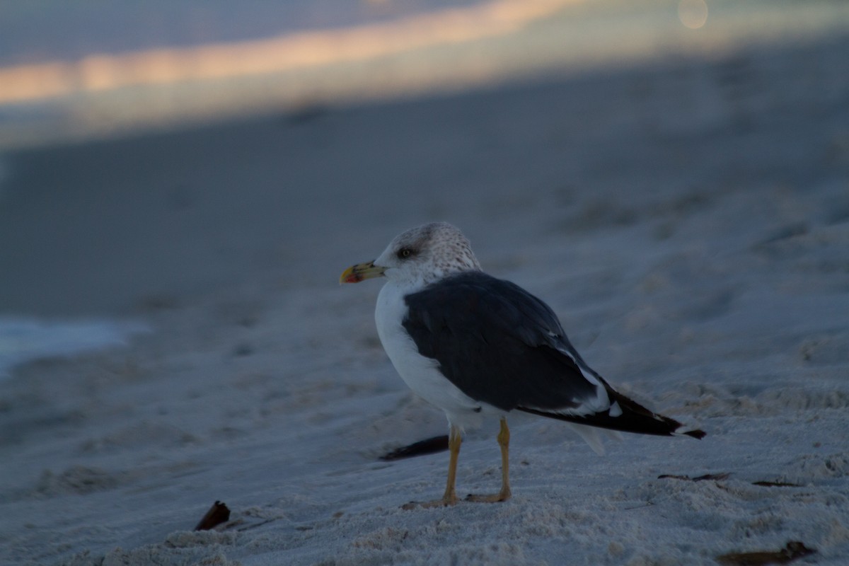 Gaviota Sombría - ML645091421