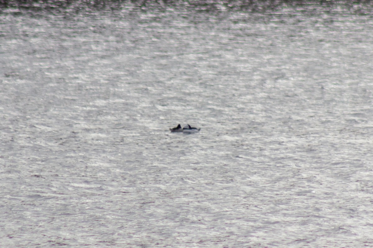 Гоголь-головастик - ML645091426