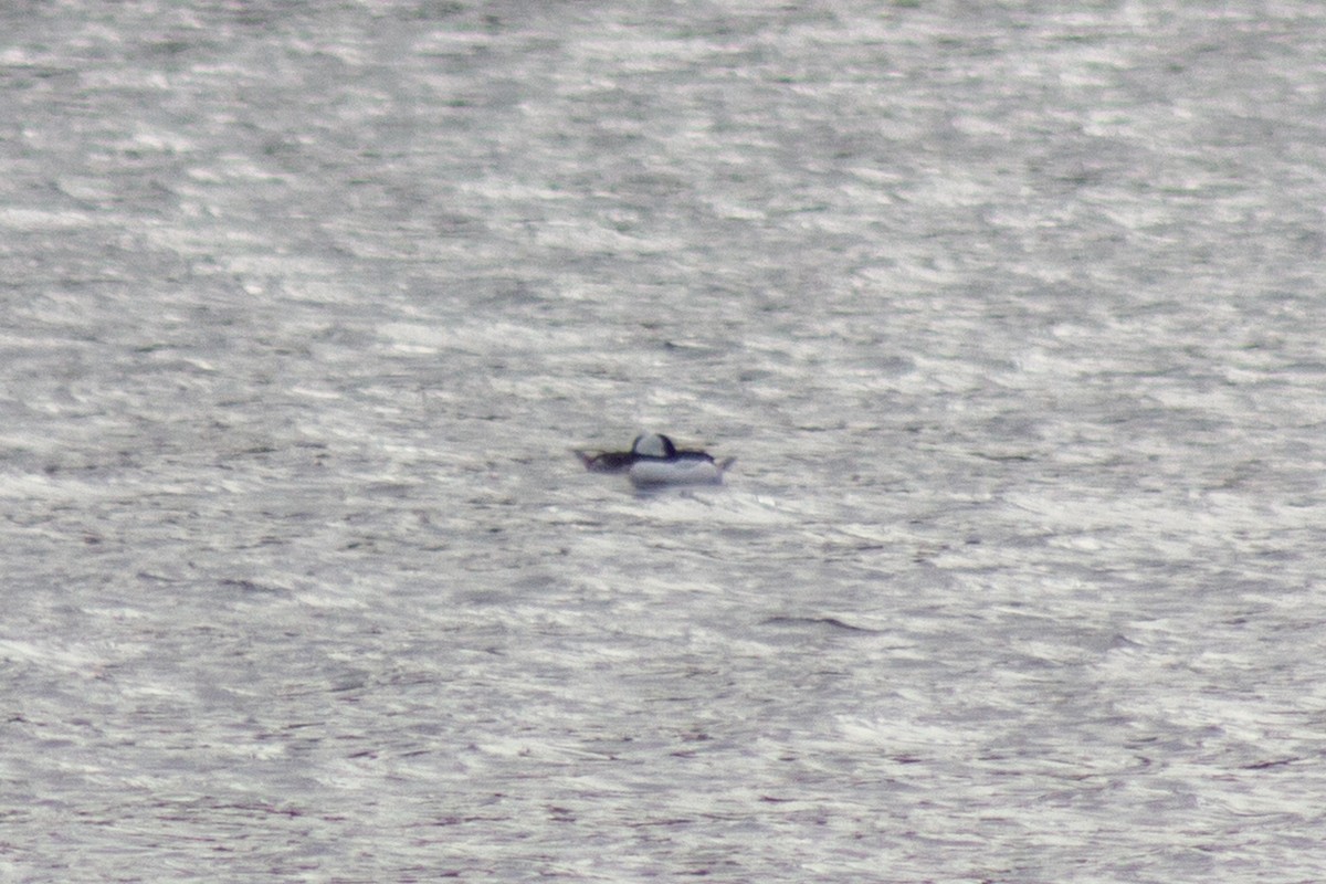 Гоголь-головастик - ML645091428