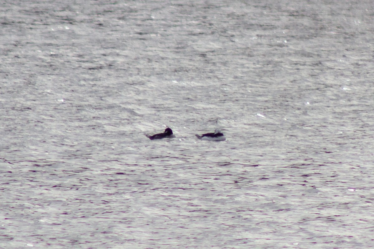 Гоголь-головастик - ML645091429