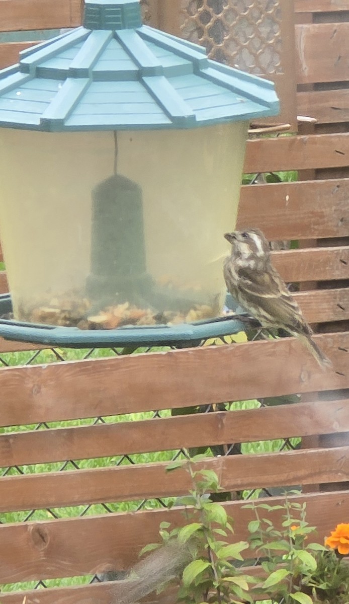 Purple Finch - ML645091430