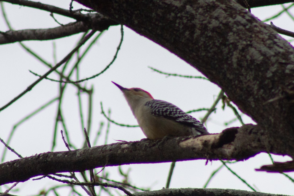 Red-bellied Woodpecker - ML645091448