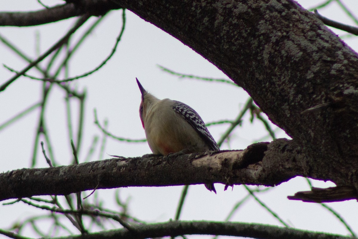 Red-bellied Woodpecker - ML645091449