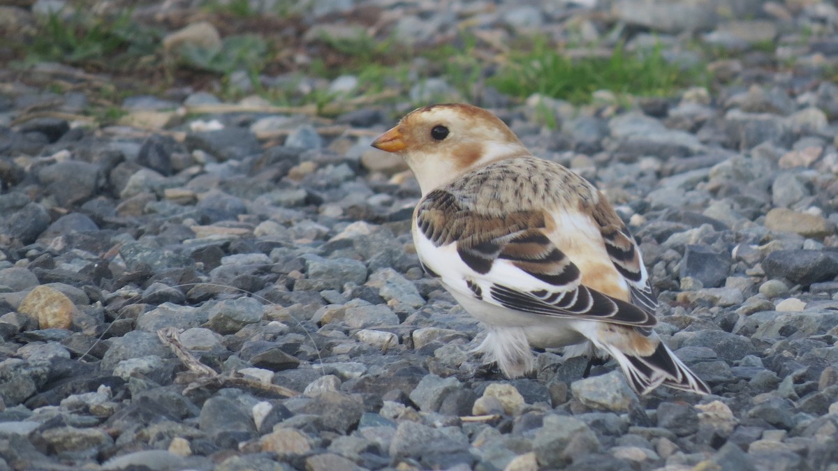 Snow Bunting - ML645091454