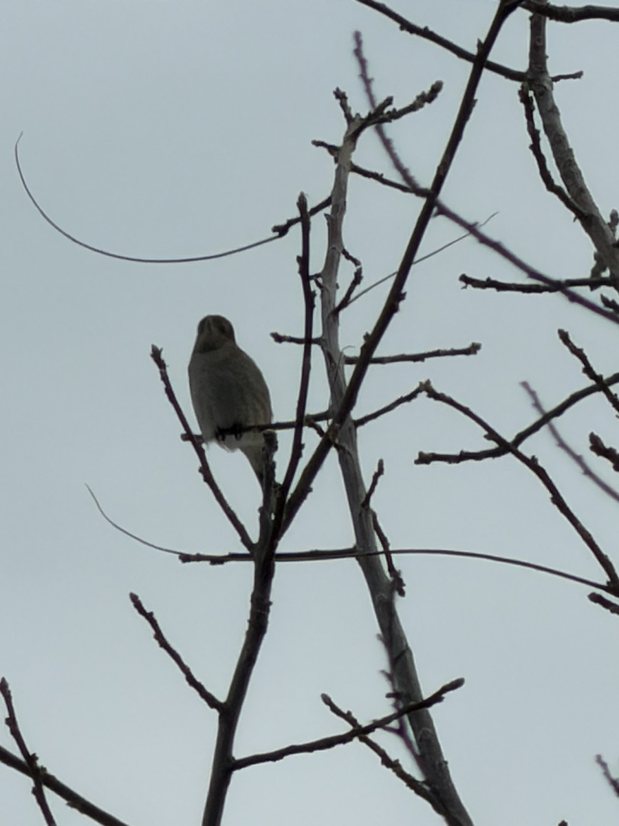 Antzandobi boreala - ML645091472