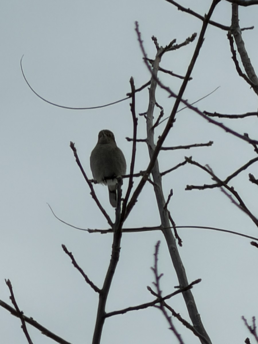 Antzandobi boreala - ML645091473