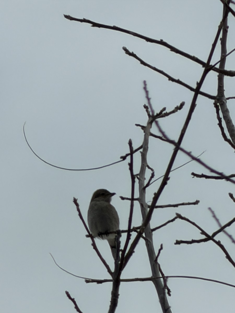 Antzandobi boreala - ML645091474