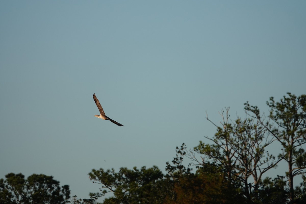 Cormoran à aigrettes - ML645091482