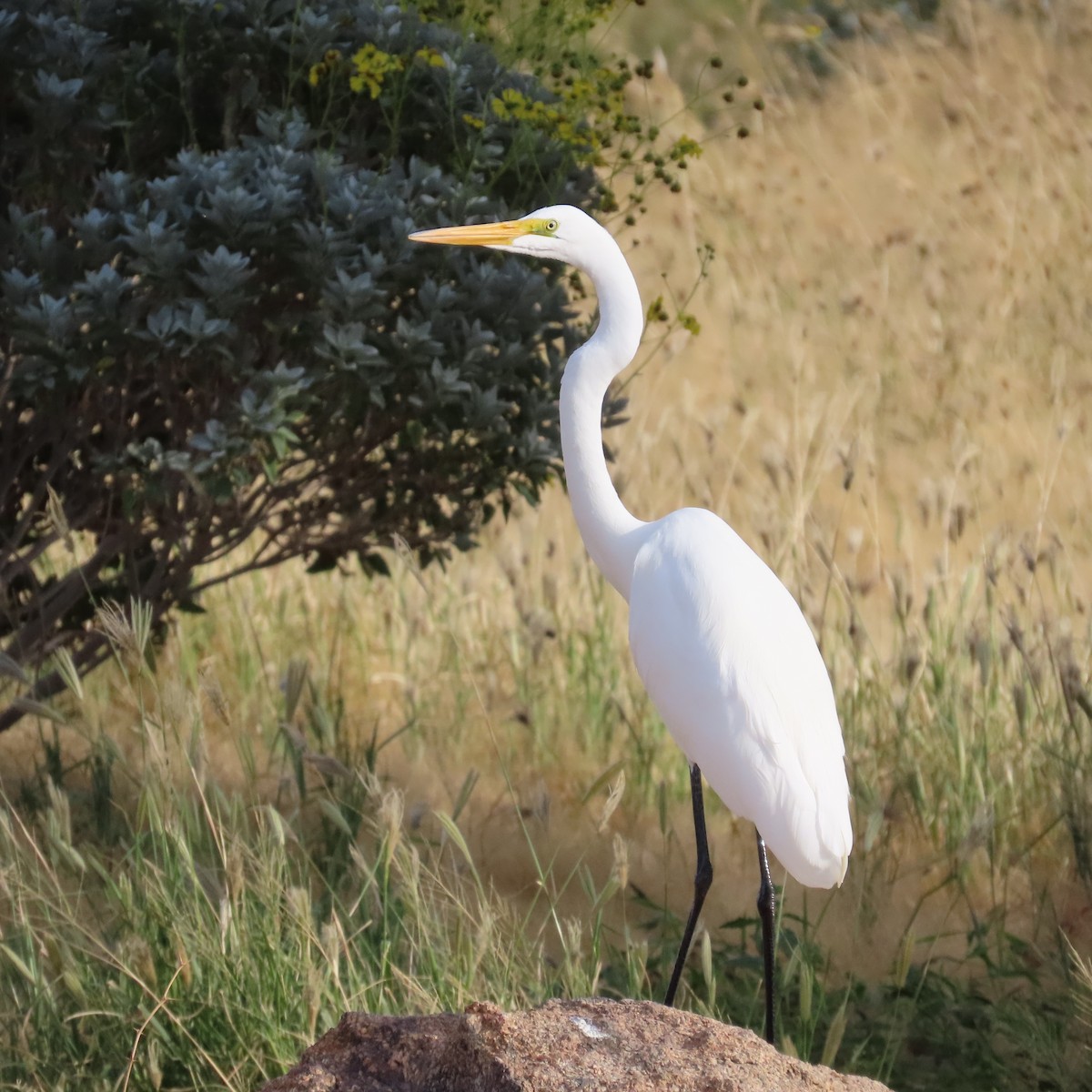 Koartza zuria - ML645091486