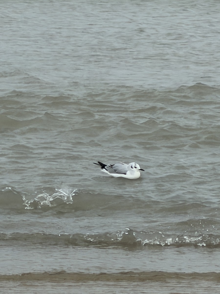 Bonaparte's Gull - ML645091487