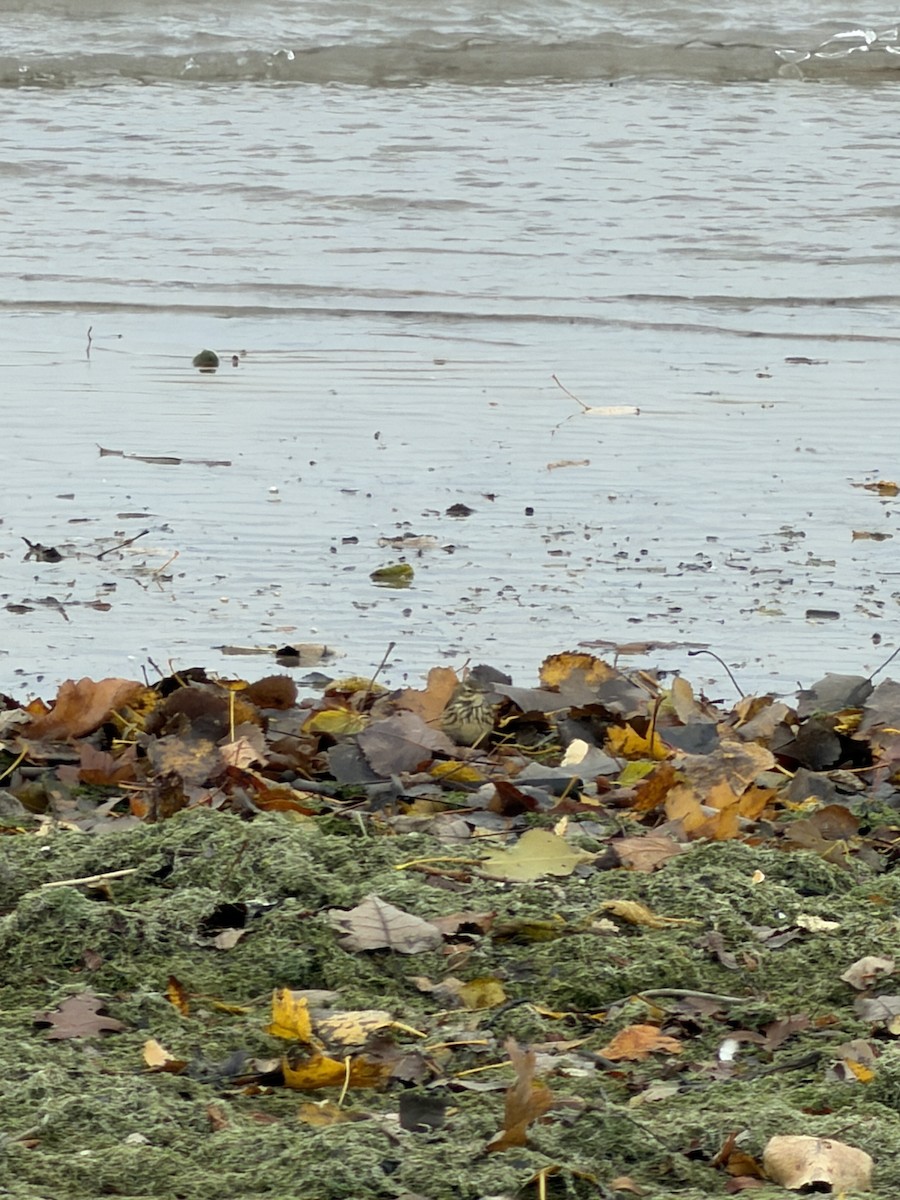 American Pipit - ML645091488