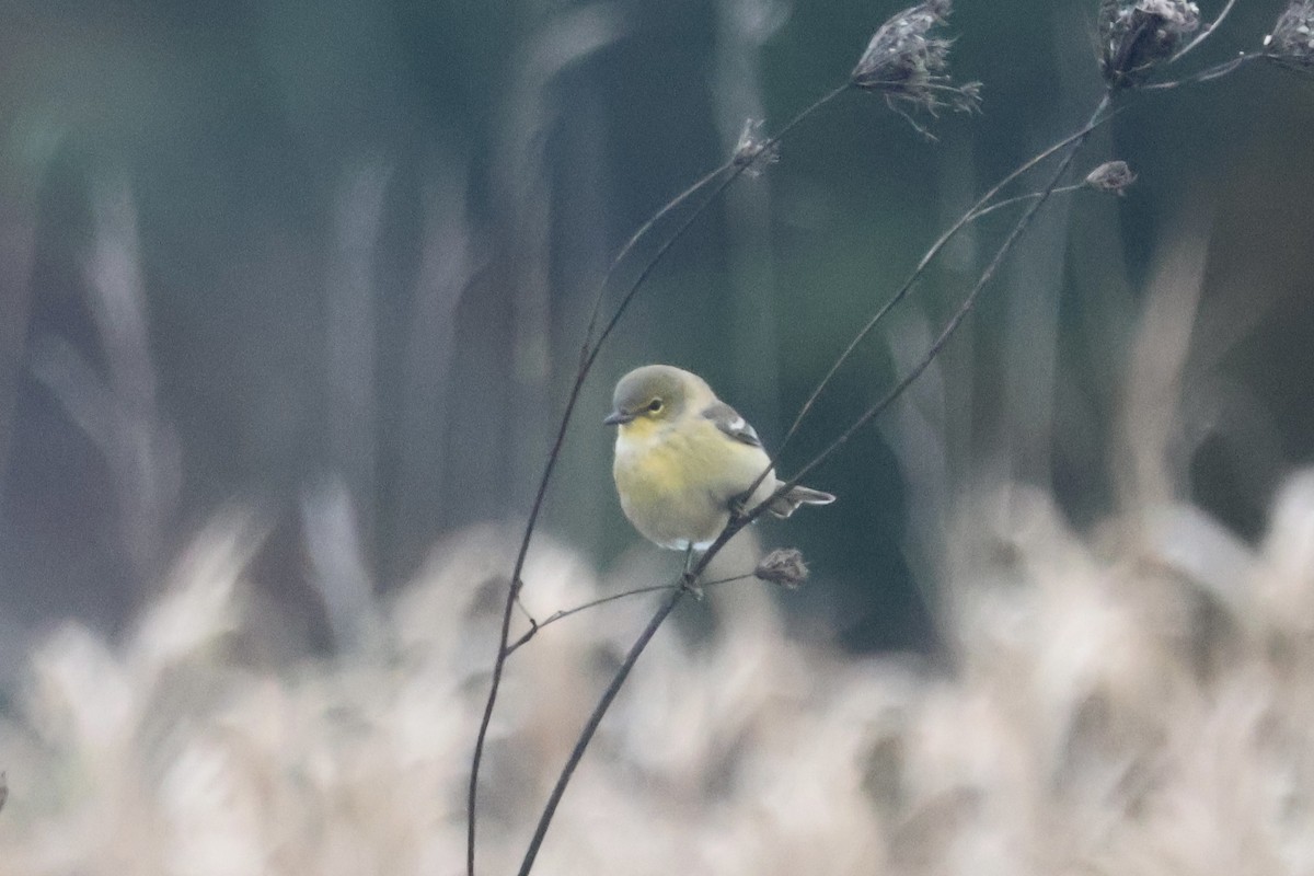 סבכון אורנים - ML645091496