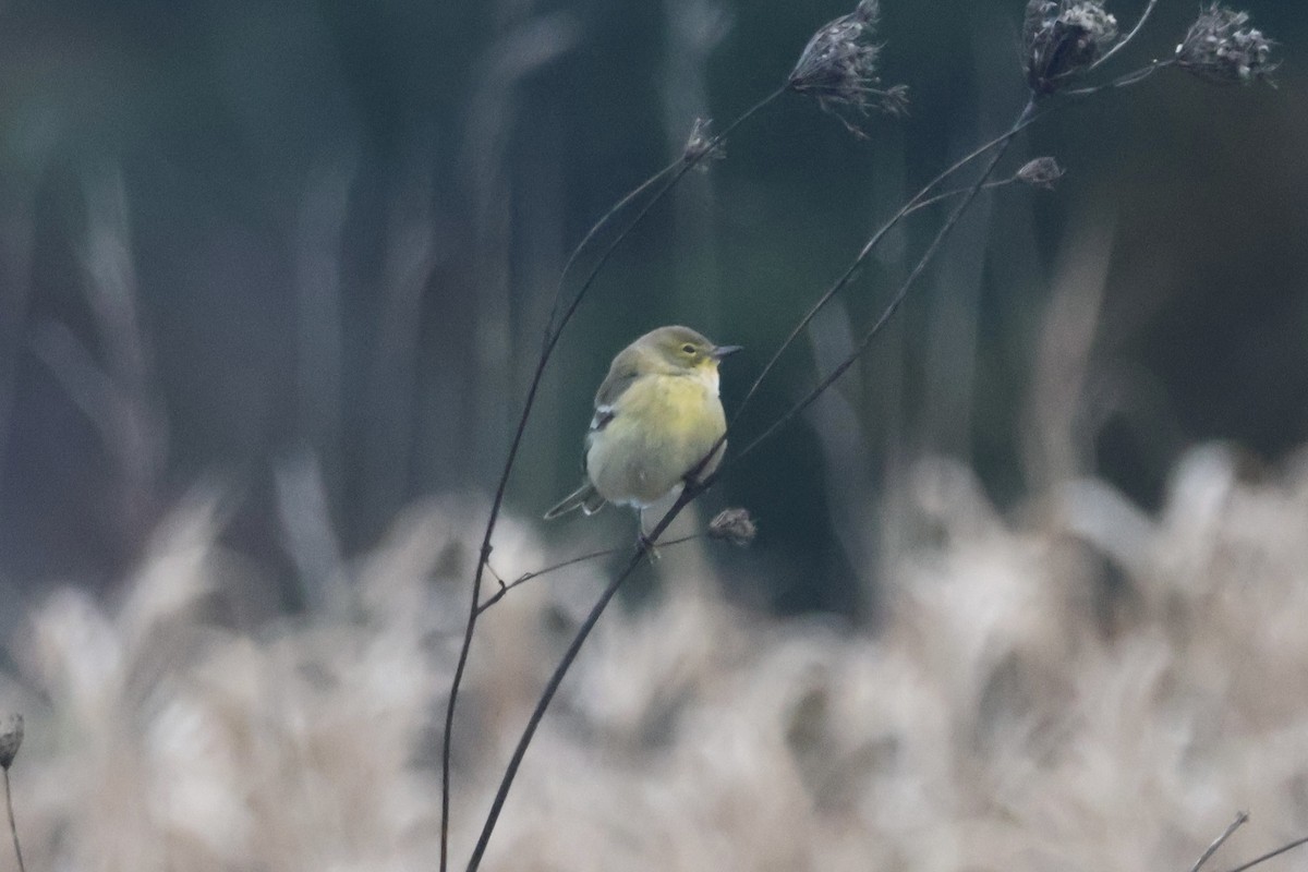 סבכון אורנים - ML645091497
