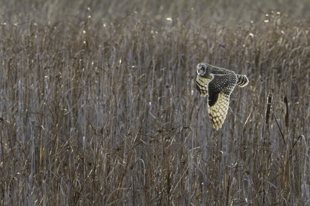 Short-eared Owl - ML645091500