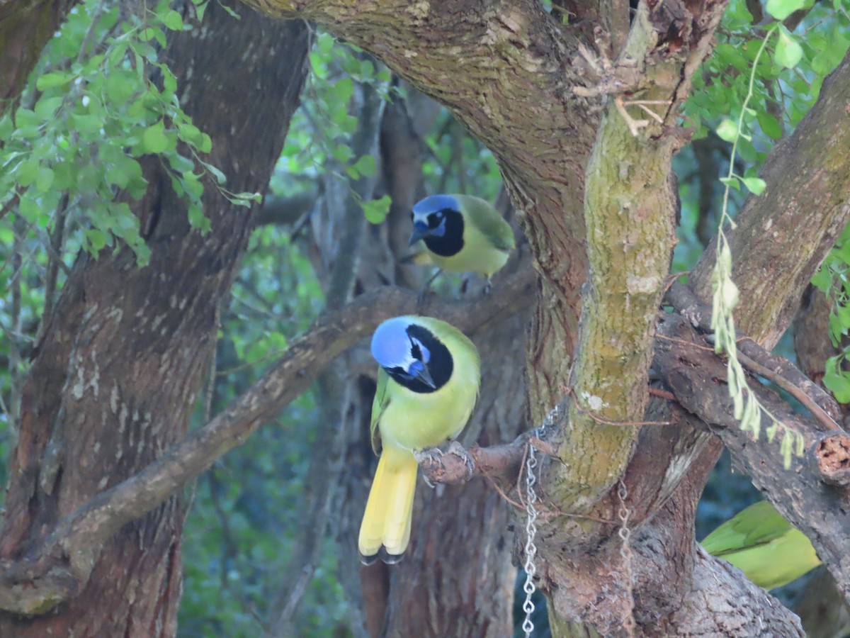 Green Jay - ML645091501