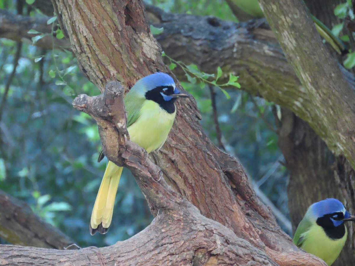 Green Jay - ML645091503