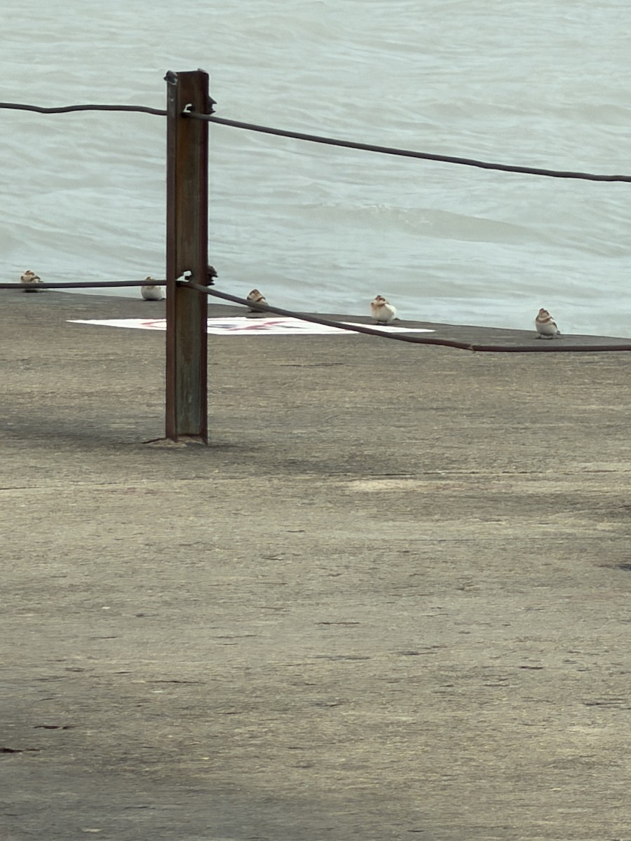 Snow Bunting - ML645091506