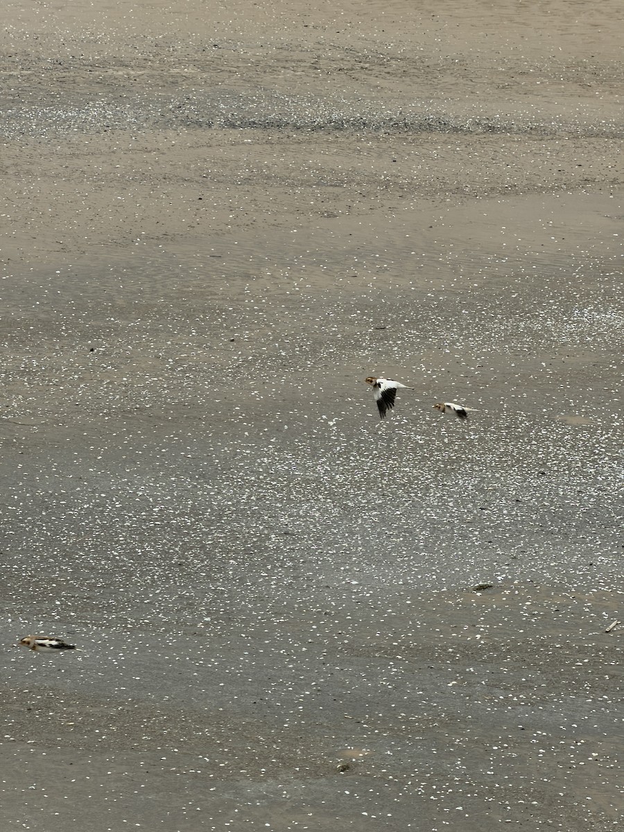 Snow Bunting - ML645091508