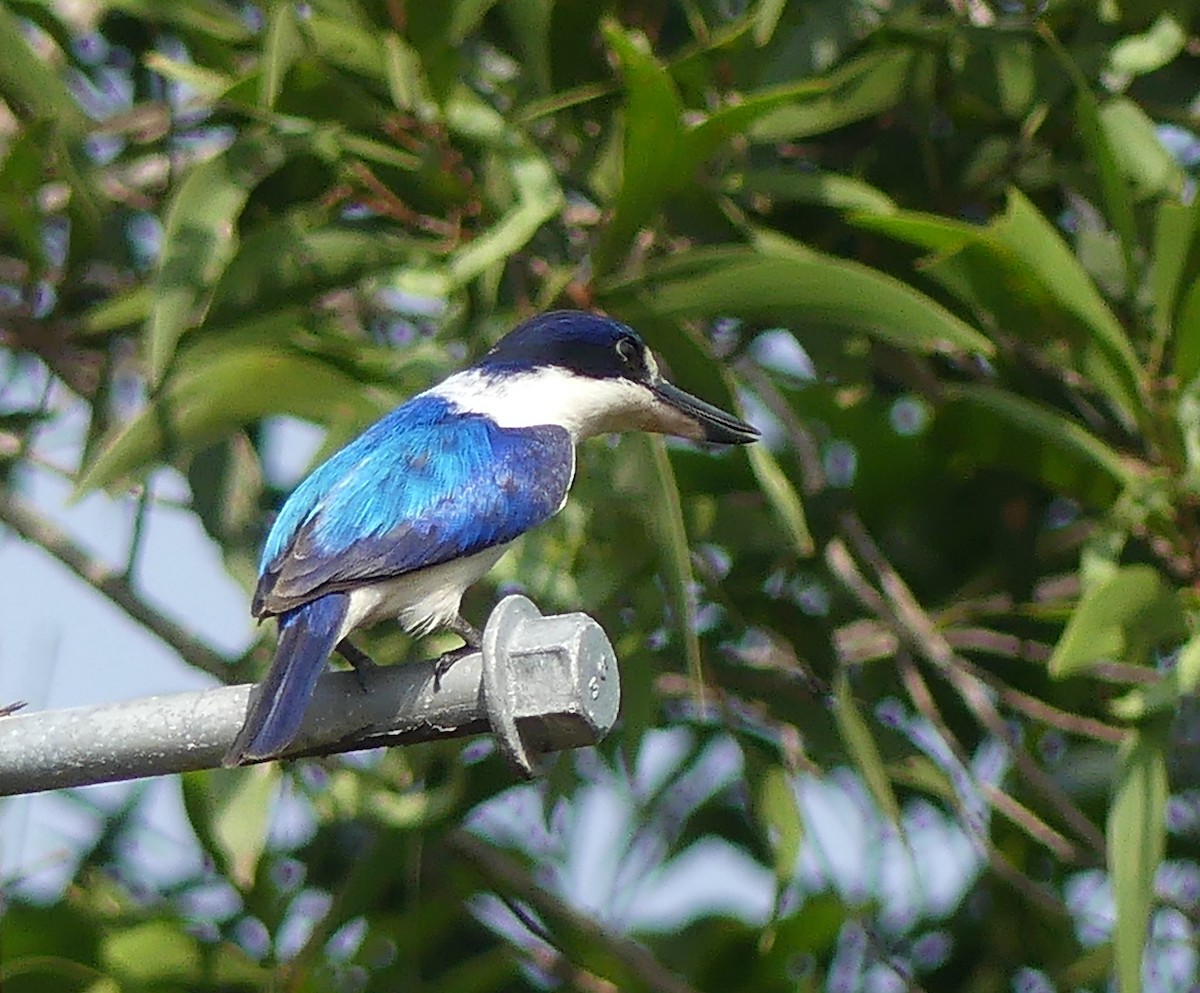 Forest Kingfisher - ML645091524
