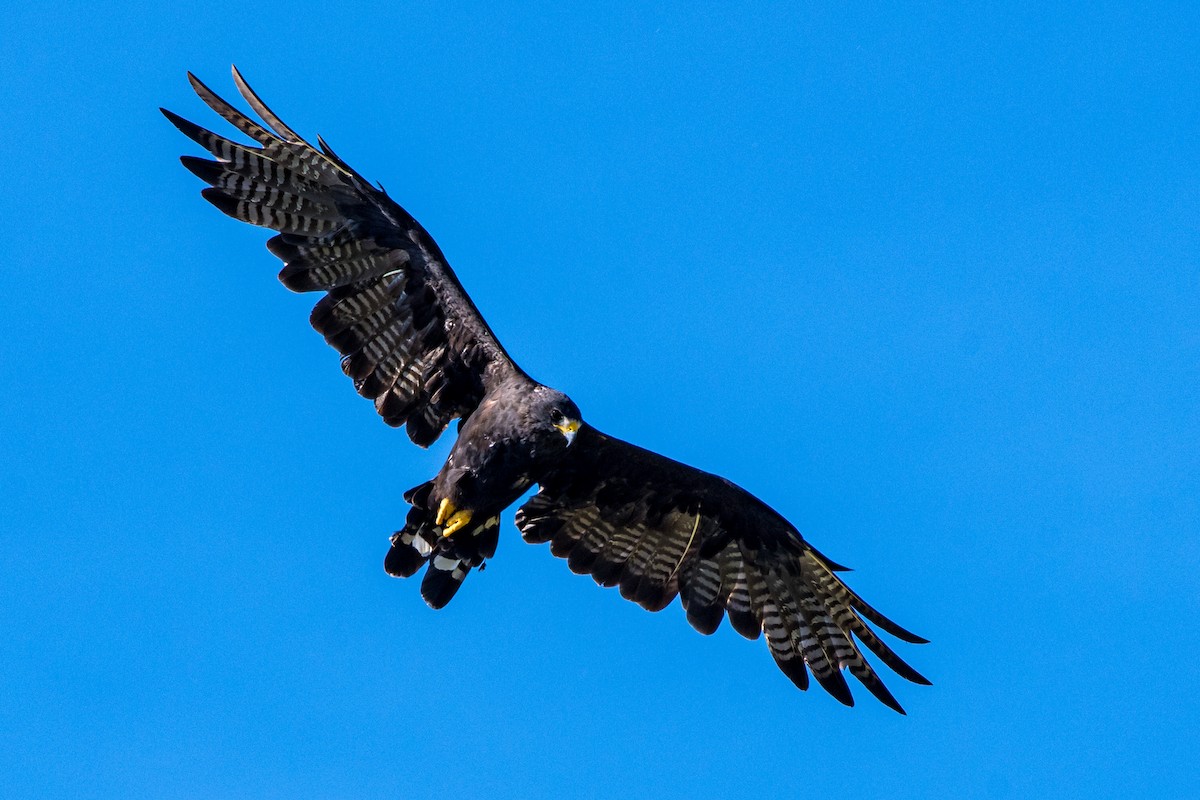 Zone-tailed Hawk - ML645091526