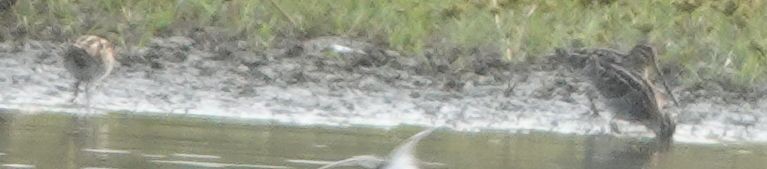 Wilson's Snipe - ML645091534