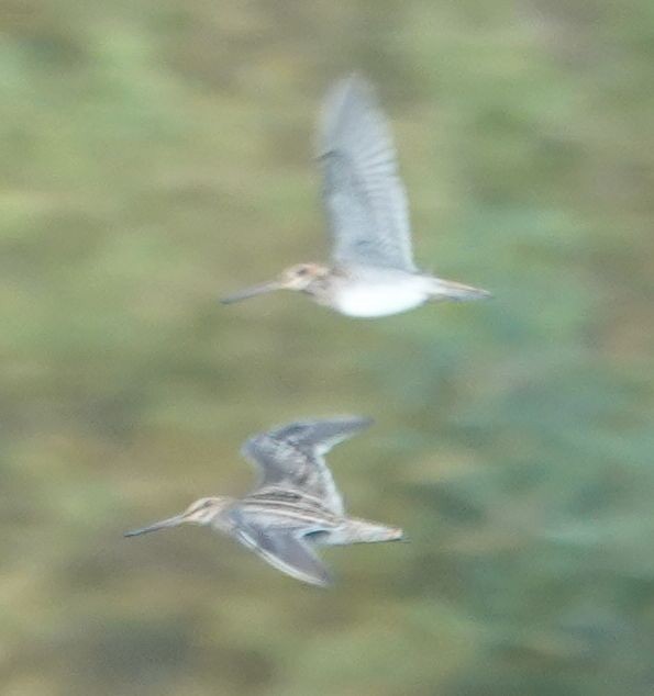 Wilson's Snipe - ML645091537