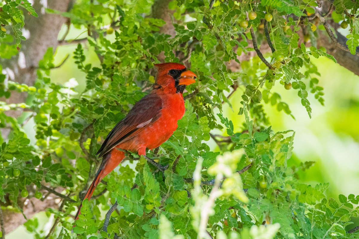 Northern Cardinal - ML645091555