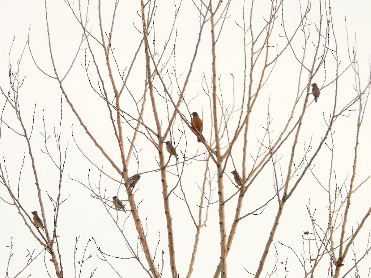 vandretrost - ML645091557