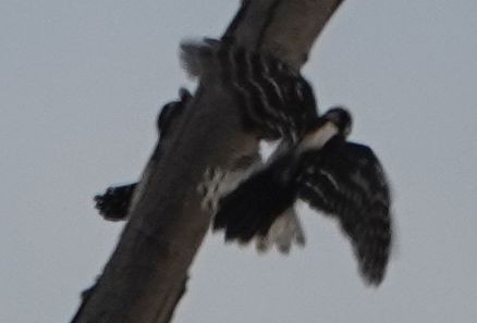 Downy Woodpecker - ML645091572