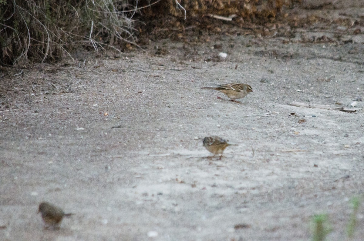 Porsuk Serçesi - ML645091581