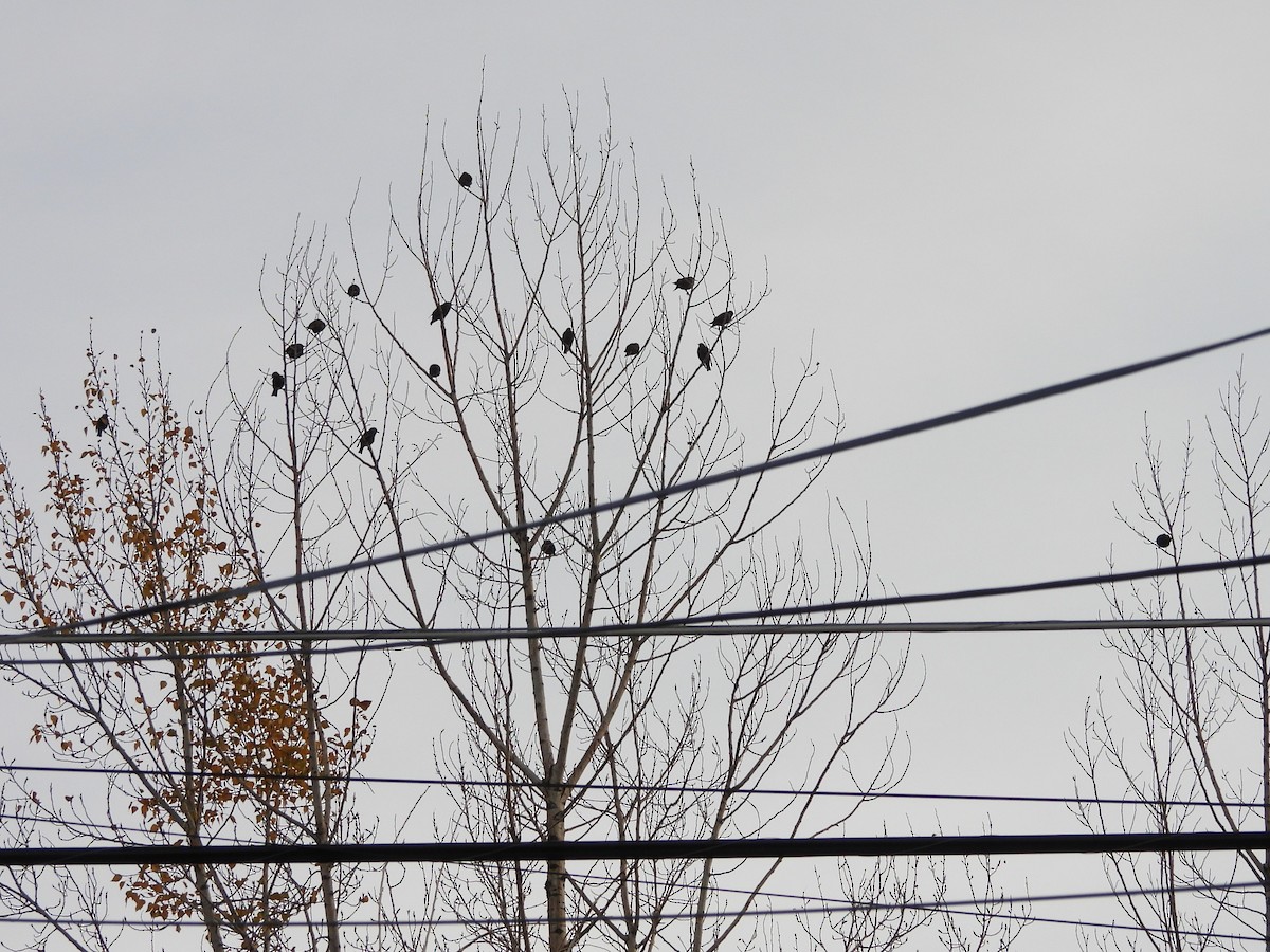 Шпак звичайний - ML645091593