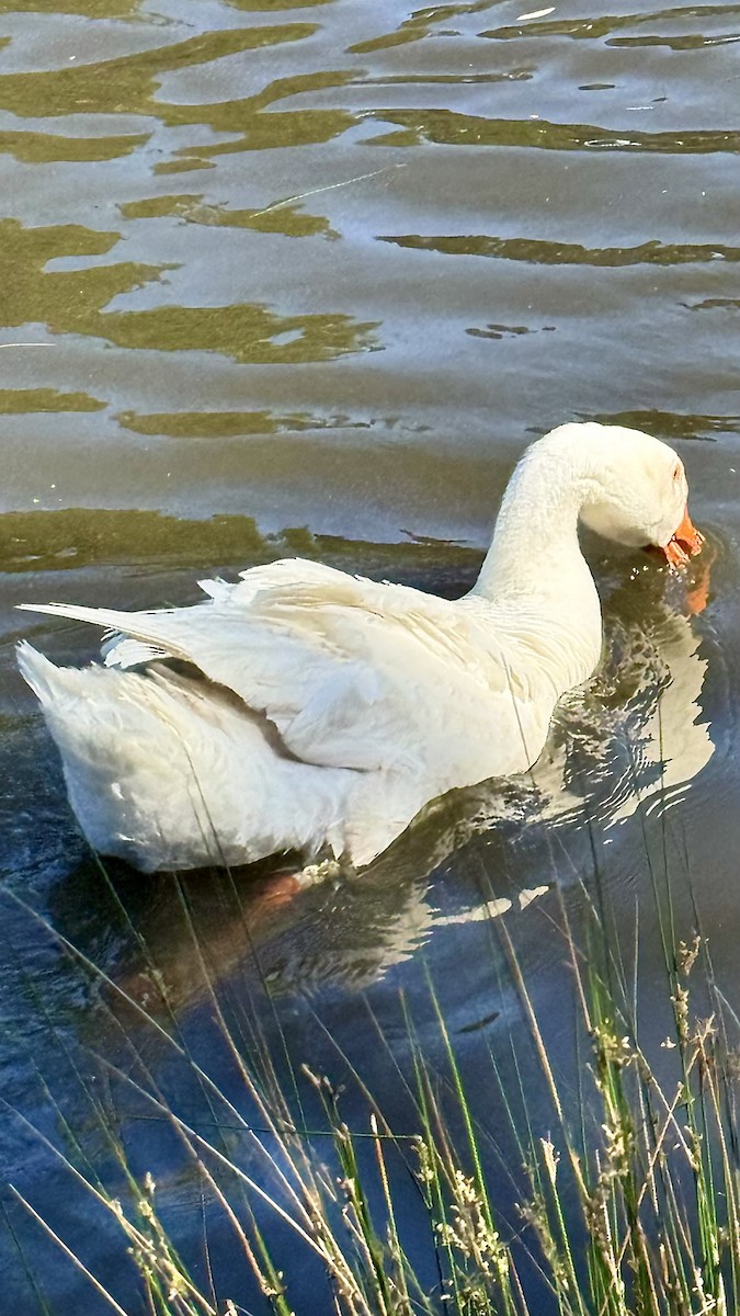 Graylag Goose (Domestic type) - ML645091597