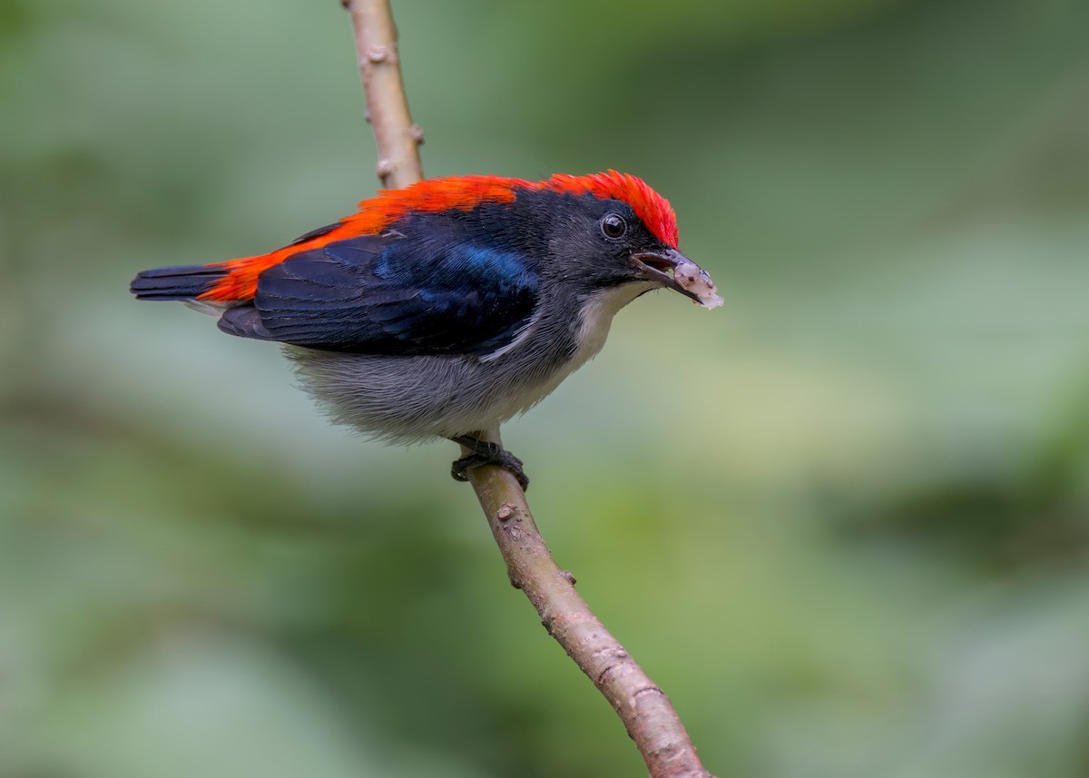 Scarlet-backed Flowerpecker - ML645091604