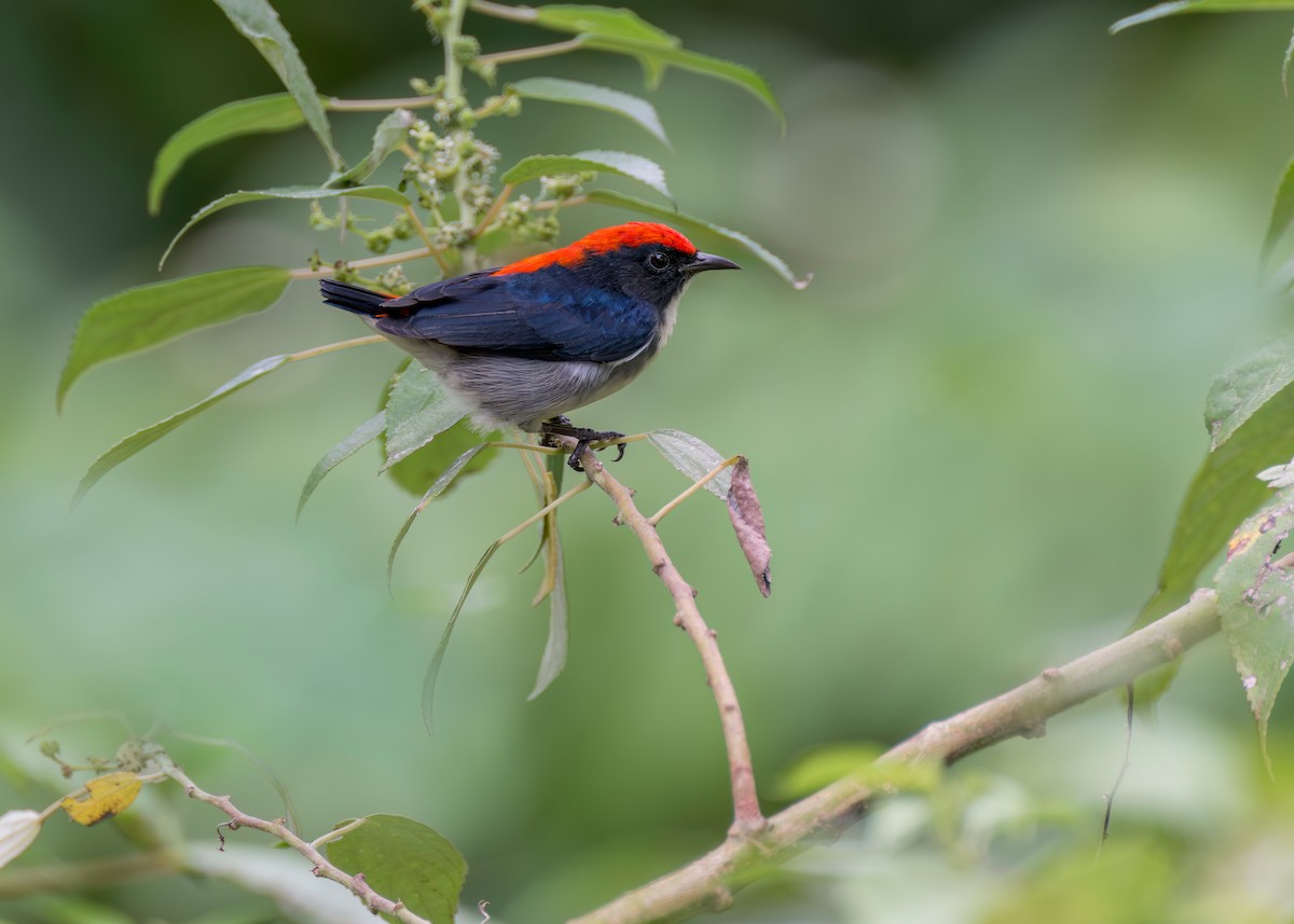 Scarlet-backed Flowerpecker - ML645091605